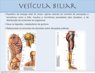 vesícula biliar
•	

 Equilíbrio da energia total do corpo- agindo através do controle de secreções e
hormônios como a bílis, insulina e hormônios secretados pleo duodeno, e da
distribuição de nutrientes ao organismo
•	

 Atua na digestão- metabolismo de gordura
•	

 Relacionado ao processo de decisões sobre situações práticas.
segunda-feira, 23 de setembro de 13
 