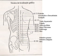 Pulmão
Circulação e Sexualidade
Coração
Triplo Aquecedor
Fígado
Vesícula Biliar
Baço Pâncreas
Estômago
Rim
Intestino grosso
Intestino delgado
Rim
 