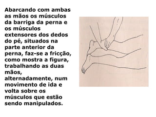Abarcando com ambas
as mãos os músculos
da barriga da perna e
os músculos
extensores dos dedos
do pé, situados na
parte anterior da
perna, faz-se a fricção,
como mostra a figura,
trabalhando as duas
mãos,
alternadamente, num
movimento de ida e
volta sobre os
músculos que estão
sendo manipulados.
 