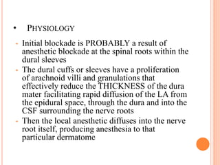 • PHYSIOLOGY
• Initial blockade is PROBABLY a result of
anesthetic blockade at the spinal roots within the
dural sleeves
• The dural cuffs or sleeves have a proliferation
of arachnoid villi and granulations that
effectively reduce the THICKNESS of the dura
mater facilitating rapid diffusion of the LA from
the epidural space, through the dura and into the
CSF surrounding the nerve roots
• Then the local anesthetic diffuses into the nerve
root itself, producing anesthesia to that
particular dermatome
 
