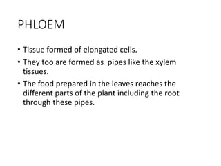 PHLOEM
• Tissue formed of elongated cells.
• They too are formed as pipes like the xylem
tissues.
• The food prepared in the leaves reaches the
different parts of the plant including the root
through these pipes.
 