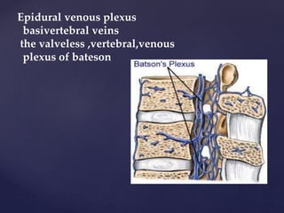 Epidural venous plexus
basivertebral veins
the valveless ,vertebral,venous
plexus of bateson
 