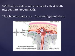 *4/5 th absorbed by sub arachnoid villi &1/5 th
escapes into nerve sheath.
*Pacchionion bodies or Arachnoidgranulations.
 