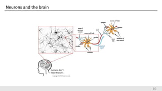 Neurons and the brain
10
 