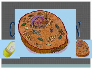 •••dsceiofmenrceeljnuascnizoaasnses 
 