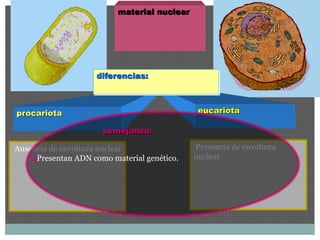 Presencia de envoltura 
nuclear 
material nuclear 
procariota 
Ausencia de envoltura nuclear 
eucariota 
diferencias: 
semejanza: 
Presentan ADN como material genético. 
 