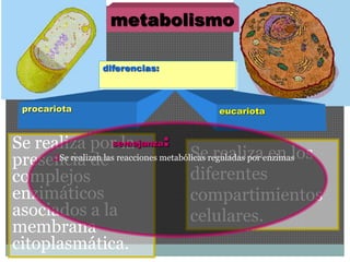 procariota 
metabolismo 
eucariota 
diferencias: 
Se realiza por la 
presencia de 
complejos 
enzimáticos 
asociados a la 
membrana 
citoplasmática. 
Se realiza en los 
diferentes 
compartimientos 
celulares. 
semejanza: 
Se realizan las reacciones metabólicas reguladas por enzimas 
 