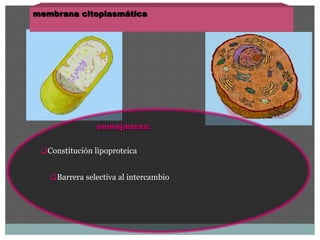 membrana citoplasmática 
semejanzas: 
Constitución lipoproteica 
Barrera selectiva al intercambio 
 