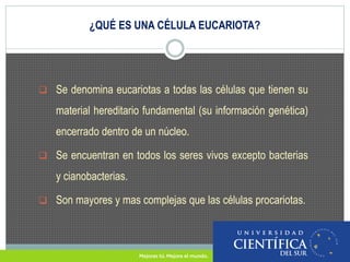¿QUÉ ES UNA CÉLULA EUCARIOTA? 
 Se denomina eucariotas a todas las células que tienen su 
material hereditario fundamental (su información genética) 
encerrado dentro de un núcleo. 
 Se encuentran en todos los seres vivos excepto bacterias 
y cianobacterias. 
 Son mayores y mas complejas que las células procariotas. 
 