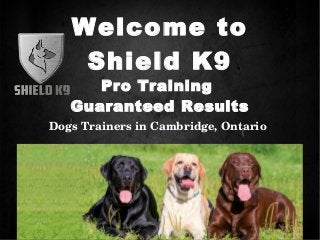 Welcome to
Shield K9
Dogs Trainers in Cambridge, Ontario
Pro Training
Guaranteed Results
 