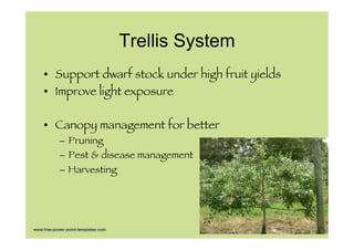 250 trees/ha                1,500 trees/ha
Old plantings, large free-   New Plantings on trellises
standing trees
 