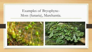 Examples of Bryophyta:-
Moss (funaria), Marchantia.
 