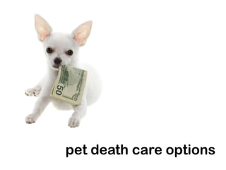pet death care options
 