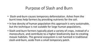 Purpose of Slash and Burn
• Slash-and-burn causes temporary deforestation. Ashes from the
burnt trees help farmers by providing nutrients for the soil.
• In low density of human population this approach is very sustainable,
but the technique is not scalable for large human populations.
• Slash-and-burn farmers typically plant a variety of crops, instead of a
monoculture, and contribute to a higher biodiversity due to creating
mosaic habitats. The general ecosystem is not harmed in traditional
slash-and-burn, aside from a small temporary patch.
 