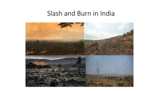 Slash and Burn in India
 