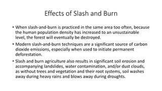 Effects of Slash and Burn
• When slash-and-burn is practiced in the same area too often, because
the human population density has increased to an unsustainable
level, the forest will eventually be destroyed.
• Modern slash-and-burn techniques are a significant source of carbon
dioxide emissions, especially when used to initiate permanent
deforestation.
• Slash and burn agriculture also results in significant soil erosion and
accompanying landslides, water contamination, and/or dust clouds,
as without trees and vegetation and their root systems, soil washes
away during heavy rains and blows away during droughts.
 