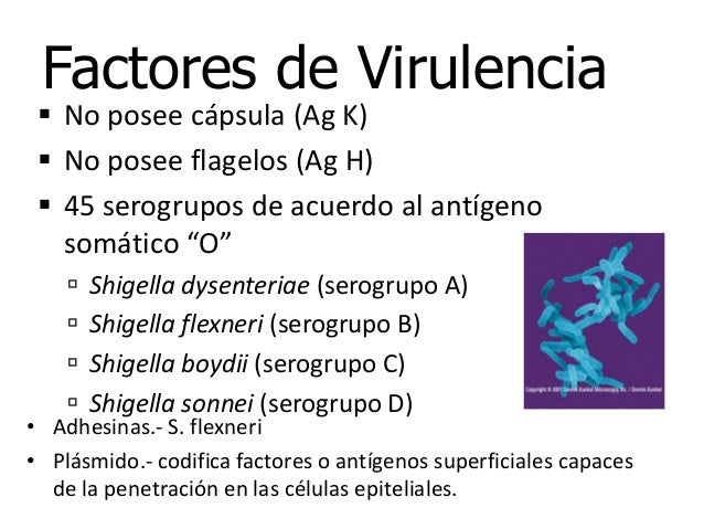 Shigela