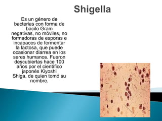 Shigella Es un género de bacterias con forma de bacilo Gram negativas, no móviles, no formadoras de esporas e incapaces de fermentar la lactosa, que puede ocasionar diarrea en los seres humanos. Fueron descubiertas hace 100 años por el científicojaponés Kiyoshi Shiga, de quien tomó su nombre. 