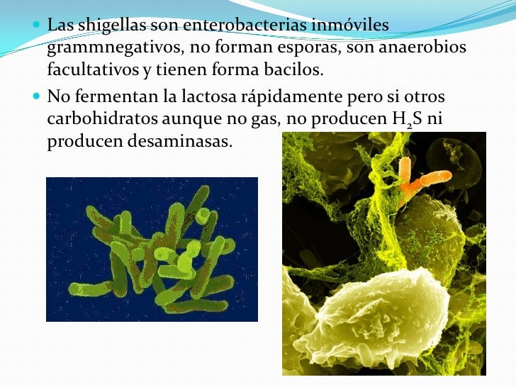 Shigella