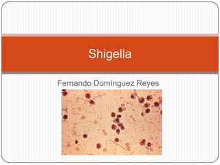 Shigella
Fernando Domínguez Reyes

 