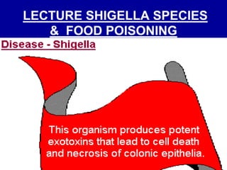LECTURE SHIGELLA SPECIES
& FOOD POISONING
 