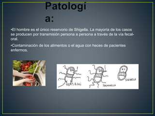 •El hombre es el único reservorio de Shigella. La mayoría de los casos 
se producen por transmisión persona a persona a través de la vía fecal-oral. 
•Contaminación de los alimentos o el agua con heces de pacientes 
enfermos. 
 