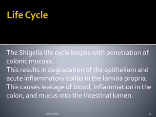 The Shigella life cycle begins with penetration of
colonic mucosa.
This results in degradation of the epithelium and
acute inflammatory colitis in the lamina propria.
This causes leakage of blood, inflammation in the
colon, and mucus into the intestinal lumen.
Umair Khan 12
 