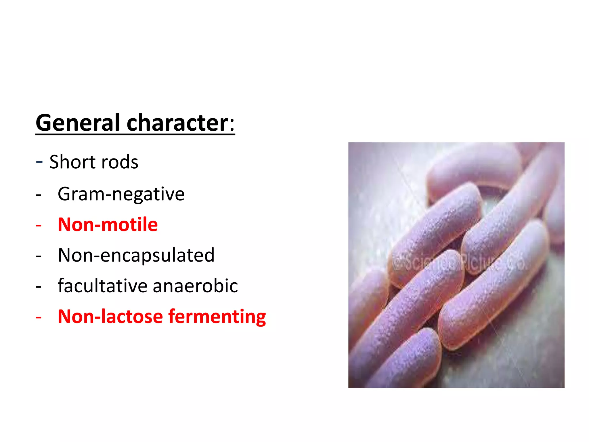 Shigella | PPTX