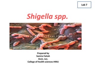 Shigella spp.
Lab 7
Prepared by
Samira Fattah
Assis. Lec.
College of health sciences-HMU
 