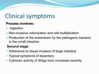 Clinical symptoms
Process involves:
 Ingestion
 Non-invasive colonization and cell multiplication
 Production of the enterotoxin by the pathogenic bacteria
in the small intestine;
Second stage:
 Adherence to tissue invasion of large intestine
 Typical symptoms of dysentery
 Cytotoxic activity of Shiga toxin increases severity
 