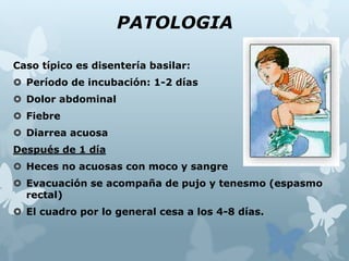 PATOLOGIA
Caso típico es disentería basilar:
 Período de incubación: 1-2 días
 Dolor abdominal
 Fiebre
 Diarrea acuosa
Después de 1 día
 Heces no acuosas con moco y sangre
 Evacuación se acompaña de pujo y tenesmo (espasmo
rectal)
 El cuadro por lo general cesa a los 4-8 días.
 