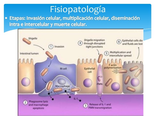 Shigella