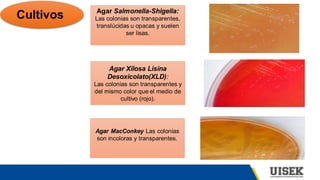 Cultivos Agar Salmonella-Shigella:
Las colonias son transparentes,
translúcidas u opacas y suelen
ser lisas.
Agar Xilosa Lisina
Desoxicolato(XLD):
Las colonias son transparentes y
del mismo color que el medio de
cultivo (rojo).
Agar MacConkey Las colonias
son incoloras y transparentes.
 