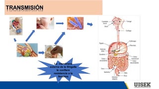 La membrana
externa de la Shigella
le confiere
resistencia a la
lisozima
 