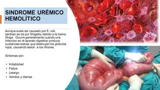 Aunque suele ser causado por E. coli,
tambien se da por Shigella, debido a la toxina
Shiga. Ocurre generalmente cuando una
infeccion en el aparato digestivo produce
sustancias toxicas que destruyen los globulos
rojos, causando lesion a los riñones.
Sintomas son:
• Irritabilidad
• Fiebre
• Letargo
• Vomitos y diarrea
 