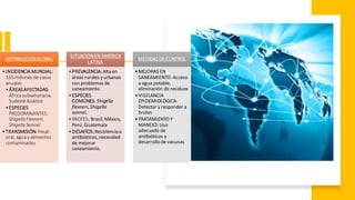 DISTRIBUCIÓNGLOBAL
•INCIDENCIA MUNDIAL:
165 millones de casos
anuales
•ÁREASAFECTADAS:
África subsahariana,
SudesteAsiático
•ESPECIES
PREDOMINANTES:
Shigella Flexneri,
Shigella Sonnei
•TRANSMISIÓN: Fecal-
oral, agua y alimentos
contaminados
SITUACIÓNENAMERICA
LATINA
•PREVALENCIA:Alta en
áreas rurales y urbanas
con problemas de
saneamiento.
•ESPECIES
COMÚNES: Shigella
flexneri, Shigella
sonnei.
•BROTES: Brasil, México,
Perú, Guatemala
•DESAFÍOS:Resistencia a
antibióticos, necesidad
de mejorar
saneamiento.
MEDIDAS DECONTROL
•MEJORAS EN
SANEAMIENTO: Acceso
a agua potable,
eliminación de residuos
•VIGILANCIA
EPIDEMIOLÓGICA:
Detectar y responder a
brotes
•TRATAMIENTO Y
MANEJO: Uso
adecuado de
antibióticos y
desarrollo de vacunas
 