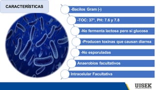 -Bacilos Gram (-)
-TOC: 37°, PH: 7.6 y 7.8
-No fermenta lactosa pero si glucosa
-Producen toxinas que causan diarrea
-No esporuladas
Anaerobios facultativos
Intracelular Facultativa
CARACTERÍSTICAS
 