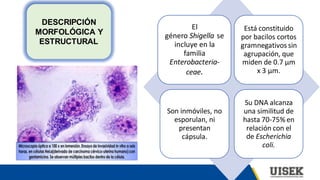 El
género Shigella se
incluye en la
familia
Enterobacteria-
ceae.
Está constituido
por bacilos cortos
gramnegativos sin
agrupación, que
miden de 0.7 µm
x 3 µm.
Son inmóviles, no
esporulan, ni
presentan
cápsula.
Su DNA alcanza
una similitud de
hasta 70-75% en
relación con el
de Escherichia
coli.
DESCRIPCIÓN
MORFOLÓGICA Y
ESTRUCTURAL
 