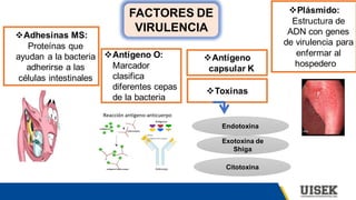 FACTORES DE
VIRULENCIA
❖Adhesinas MS:
Proteínas que
ayudan a la bacteria
adherirse a las
células intestinales
❖Toxinas
❖Plásmido:
Estructura de
ADN con genes
de virulencia para
enfermar al
hospedero
❖Antígeno
capsular K
❖Antígeno O:
Marcador
clasifica
diferentes cepas
de la bacteria
Endotoxina
Exotoxina de
Shiga
Citotoxina
 