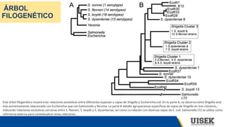 ÁRBOL
FILOGENÉTICO
Este árbol filogenético muestralas relaciones evolutivas entre diferentes especies y cepas de Shigella y Escherichia coli. En la parte A, se observa cómo Shigella está
más estrechamente relacionada con Escherichia que con Salmonella y Yersinia. La parte B detalla agrupaciones específicas de cepas de Shigella en tres clústeres,
indicando relaciones evolutivas cercanas entre S. flexneri, S. boydii y S. dysenteriae, así como su relación con diversas cepas de E. coli. Salmonella LT2 se utiliza como
referenciaexterna para contextualizar estas relaciones.
 