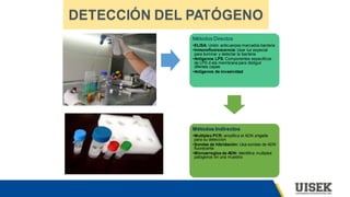 Métodos Directos
•ELISA: Unión anticuerpos marcados bacteria
•Inmunofluorescencia: Usar luz especial
para iluminar y detectar la bacteria
•Antígenos LPS: Componentes especificos
de LPS d ela membrana para distiguir
difentes cepas
•Antígenos de invasividad
Métodos Indirectos
•Multiplex PCR: amplifica el ADN shigella
para su deteccion
•Sondas de hibridación: Usa sondas de ADN
fluorecente
•Microarreglos de ADN: Identifica multiples
patogenos en una muestra
 