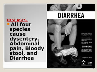 DISEASES
All four
species
cause
dysentery.
Abdominal
pain, Bloody
stool, and
Diarrhea
 