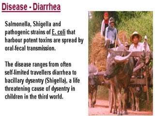 DISEASES
All four
species
cause
dysentery.
Abdominal
pain, Bloody
stool, and
Diarrhea
 