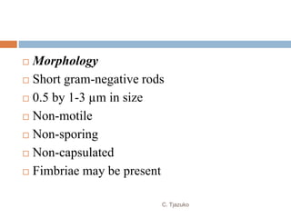  Morphology
 Short gram-negative rods
 0.5 by 1-3 µm in size
 Non-motile
 Non-sporing
 Non-capsulated
 Fimbriae may be present
C. Tjazuko
 