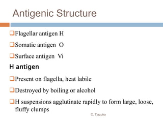 Antigenic Structure
Flagellar antigen H
Somatic antigen O
Surface antigen Vi
H antigen
Present on flagella, heat labile
Destroyed by boiling or alcohol
H suspensions agglutinate rapidly to form large, loose,
fluffy clumps
C. Tjazuko
 