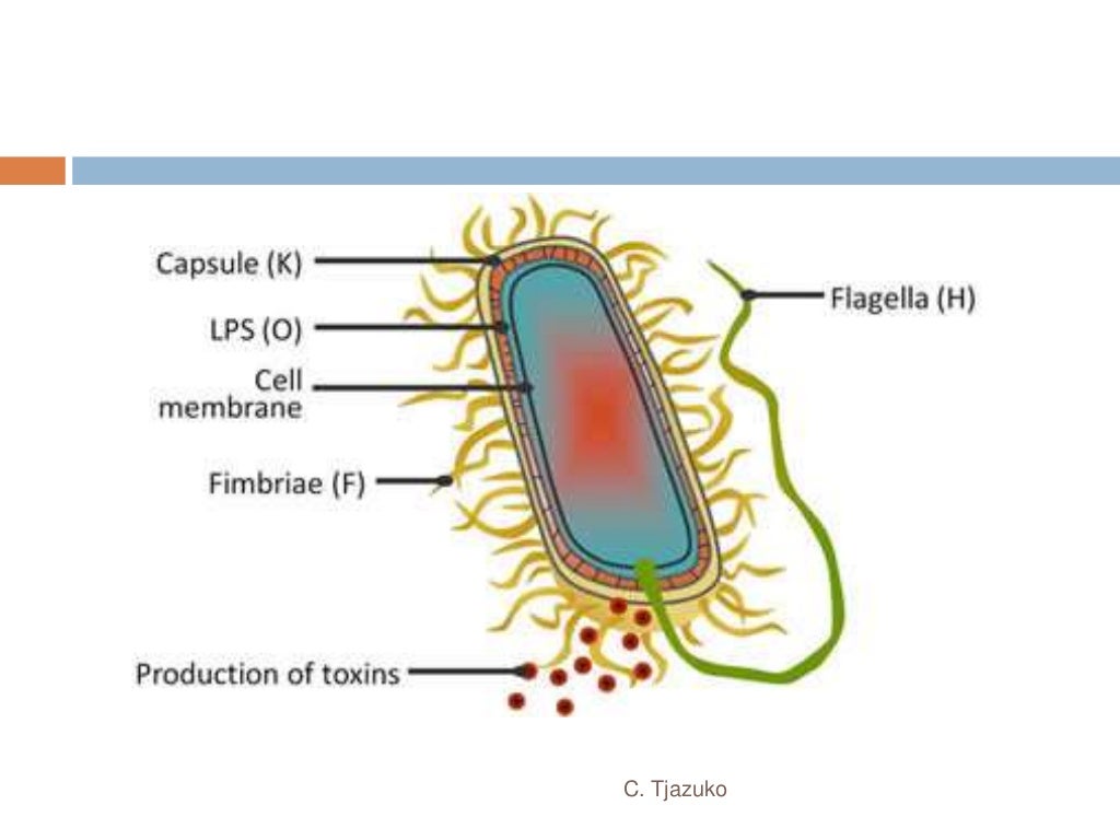 Shigella and Salmonella Lecture