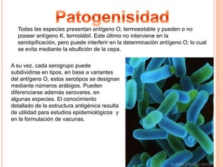 PatogenisidadTodas las especies presentan antígeno O, termoestable y pueden o noposeer antígeno K, termolábil. Este último no interviene en la serotipificación, pero puede interferir en la determinación antígeno O; lo cual se evita mediante la ebullición de la cepa.A su vez, cada serogrupo puede  subdividirse en tipos, en base a variantesdel antígeno O, estos serotipos se designan mediante números arábigos. Pueden diferenciarse además serovares, en algunas especies. El conocimiento detallado de la estructura antigénica resulta de utilidad para estudios epidemiológicos  y en la formulación de vacunas.