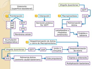 Enterocito
(superficie basolateral)
- IpaB
- IpaC
- IpgC
Acumulación
Citoplasmática
SSTT
Membrana celular
37ºC
Secreción proteica
Por SSTT
Lamelipodios y
Filopodios
(enterocito)
VirA
Engloba a
bacteria
SSTT
Shigella dysenteriae
Polimerización
Actina
Preinteracción1 Interacción2 Macropinocitosis3
Despolimerización de Actina
y cierre de Macropinocitoma4
ipaASSTTShigella dysenteriae
Unión a
Vinculina
Despolimerización
de Actina
Ingreso a enterocito
Multiplicación bacteriana
VirG
Polimeriza Actina
(extremo caudal bacteriano)
Cola propulsora
 