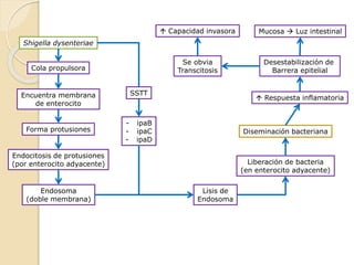 Shigella dysenteriae
Cola propulsora
Encuentra membrana
de enterocito
Forma protusiones
Endocitosis de protusiones
(por enterocito adyacente)
Endosoma
(doble membrana)
Diseminación bacteriana
- ipaB
- ipaC
- ipaD
SSTT
Lisis de
Endosoma
Liberación de bacteria
(en enterocito adyacente)
 Respuesta inflamatoria
Desestabilización de
Barrera epitelial
Mucosa  Luz intestinal Capacidad invasora
Se obvia
Transcitosis
 