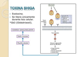  Exotoxina.
 Se libera únicamente
durante lisis celular.
*Gb3 (Globotriaosil).
Muerte celular
Daño mucosa
DIARREA SANGUINOLIENTA
 